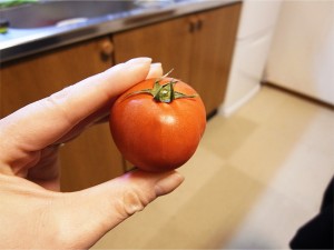 高糖度トマトは、とにかく水を与えないスパルタ式で育てるので小粒です