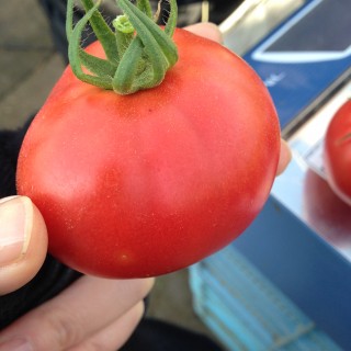 白い斑点のないトマト
