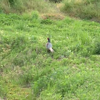 キジ