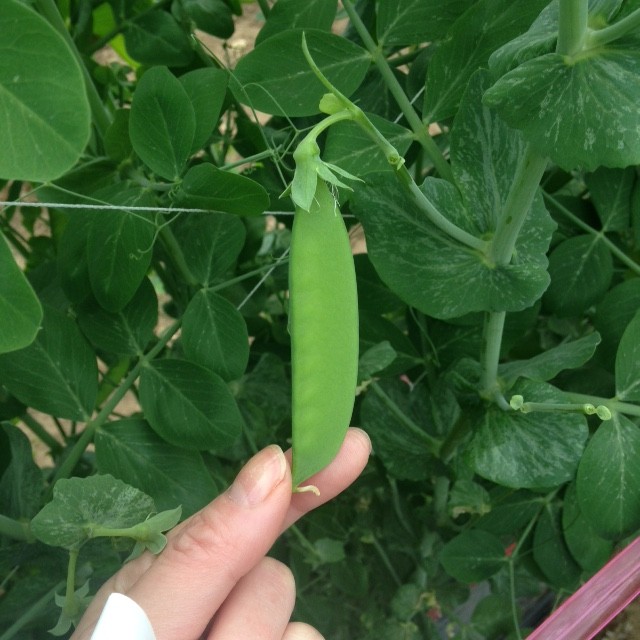 見本的なさやえんどう。豆がまだ育ち切っておらず、粒もそろっています