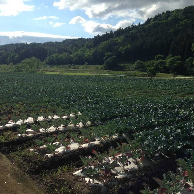 白河市大信のブロッコリー畑