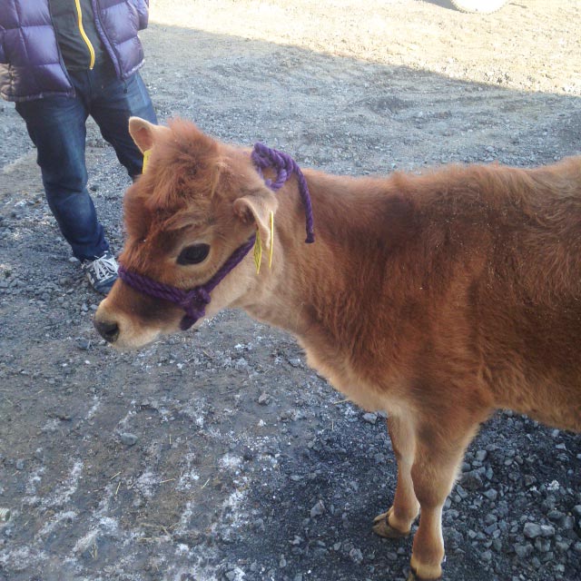 鮫川村のジャージー牛の子牛